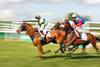 Courses hippiques